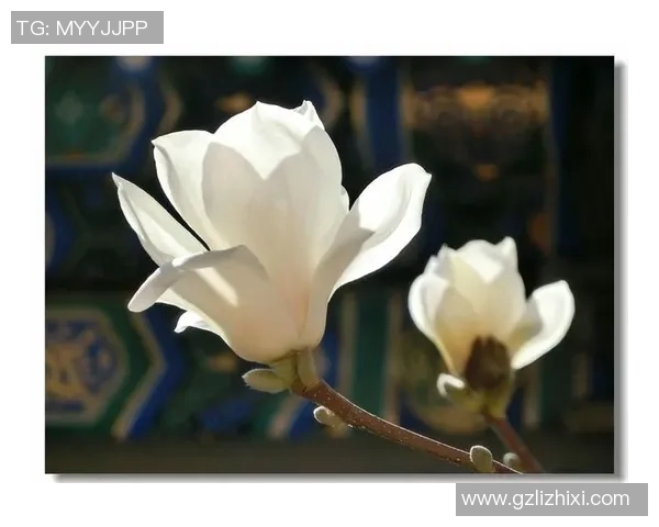 尼日利亚足球场上的搞笑明星们带来的欢乐瞬间与精彩瞬间